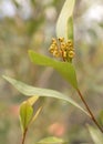 Australian native Grevillea flower buds Royalty Free Stock Photo