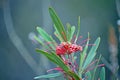 Australian native Grevillea oleoides, Red Spider Flower Royalty Free Stock Photo