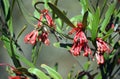 Australian native Grevillea oleoides, Red Spider Flower Royalty Free Stock Photo