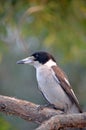 Australian native Grey Butcherbird, Cracticus torquatus Royalty Free Stock Photo