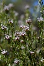 Australian native grey spider flower, Grevillea sphacelata, family Proteaceae