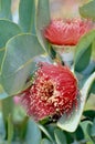 Australian native gum tree, Eucalyptus macrocarpa blossoms