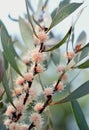 Australian native Hakea dactyloides flowers Royalty Free Stock Photo