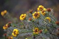 Australian native Handsome Bush Pea flowers, Pultenaea stipularis