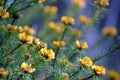 Australian native Handsome Bush Pea flowers, Pultenaea stipularis