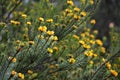 Australian native Handsome Bush Pea flowers