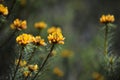 Australian native Handsome Bush Pea flowers, Pultenaea stipularis