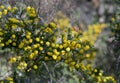 Australian native Hedgehog Wattle flowers, Acacia echinula, family Fabaceae
