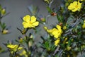 Australian native Hibbertia monogyna flowers Royalty Free Stock Photo