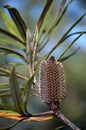 Australian native Hinchinbrook banksia flower, Banksia plagiocarpa Royalty Free Stock Photo