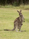 Australian native Kangaroo mother with baby joey in pouch standing in field Royalty Free Stock Photo