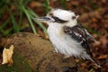 Australian native kookaburra Royalty Free Stock Photo