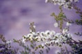Australian native Kunzea ambigua flowers spring backround Royalty Free Stock Photo