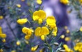 Australian native Large Wedge Pea Royalty Free Stock Photo