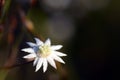 Australian native Lesser Flannel Flower, Actinotus minor, family