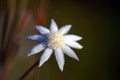 Australian native Lesser Flannel Flower, Actinotus minor