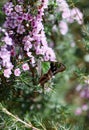 Australian native MacleayÃ¢â¬â¢s Swallowtail butterfly Graphium macleayanum, family Papilionidae, feeding on pink feather flowers