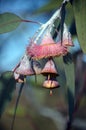 Australian native mallee tree Eucalyptus caesia blossom