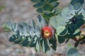 Australian native Mottlecah flower, Eucalyptus macrocarpa