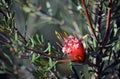 Australian native Mountain Devil flower, Lambertia formosa