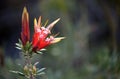 Australian native Mountain Devil flowers Lambertia formosa