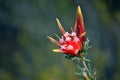 Australian native Mountain Devil flowers Lambertia formosa
