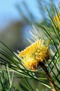 Australian native narrow-leaf drumstick flower, Isopogon anethifolius