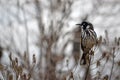 Australian native New Holland Honeyeater