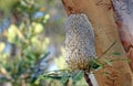 Australian native Old Man Banksia flower head and Scribbly Gum bark