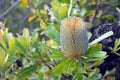 Inflorescence of Australian native Banksia serrata