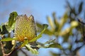 Australian native Old Man Banskia flower Royalty Free Stock Photo