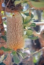 Australian native Old Man Banskia flower