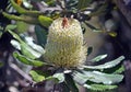 Australian native Old Man Banskia flower Royalty Free Stock Photo