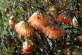 Australian native orange wildflowers of the Yanchep Rose, Diplolaena angustifolia