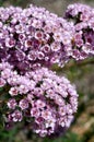 Australian native Paddys pink hybrid of Chamelaucium waxflower and Verticordia feather flower, family Myrtaceae