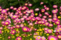 Australian native paper daisy flower field