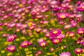 Australian native paper daisy flower field