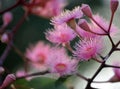 Australian native pink Corymbia blossoms