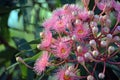 Australian native pink Corymbia flowering gum tree blossoms Royalty Free Stock Photo