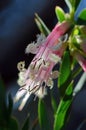 Australian native Pink Five-Corners Flowers, Styphelia triflora, family Ericaceae