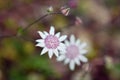 Australian native Pink Flannel Flower, Actinotus forsythii, family Apiaceae Royalty Free Stock Photo