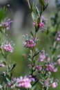 Australian native pink spider flower, the Silky Grevillea, Grevillea sericea, family Proteaceae