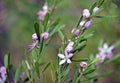 Australian native Pink Waxflower, Eriostemon australasius