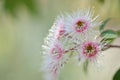 Australian native pink and white Corymbia Fairy Floss blossoms