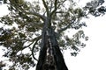 Australian native plant large river gumtree