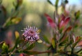 Australian native purple coneflower, Isopogon cuneatus, family Proteaceae