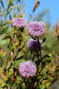 Australian native purple coneflowers of Isopogon cuneatus, family Proteaceae Royalty Free Stock Photo