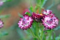 Australian native purple everlasting daisies