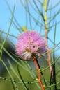 Australian native purple flowers of the Wiry Honey myrtle, Melaleuca filifolia, family Myrtaceae