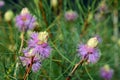 Australian native purple flowers of the Wiry Honey myrtle, Melaleuca filifolia, family Myrtaceae